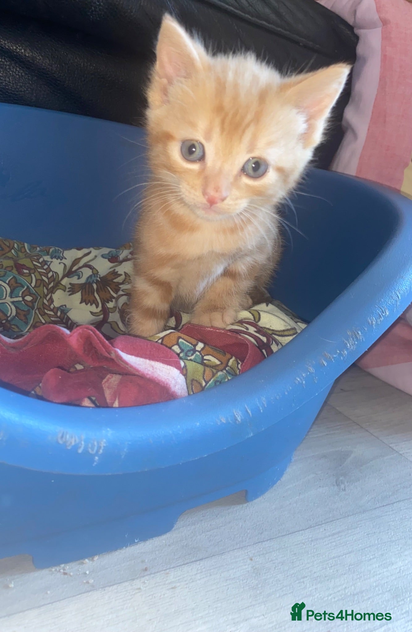 Mixed Breed cats Beautiful kittens  - Advert 9