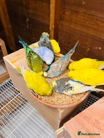 Budgerigars birds - Advert 15