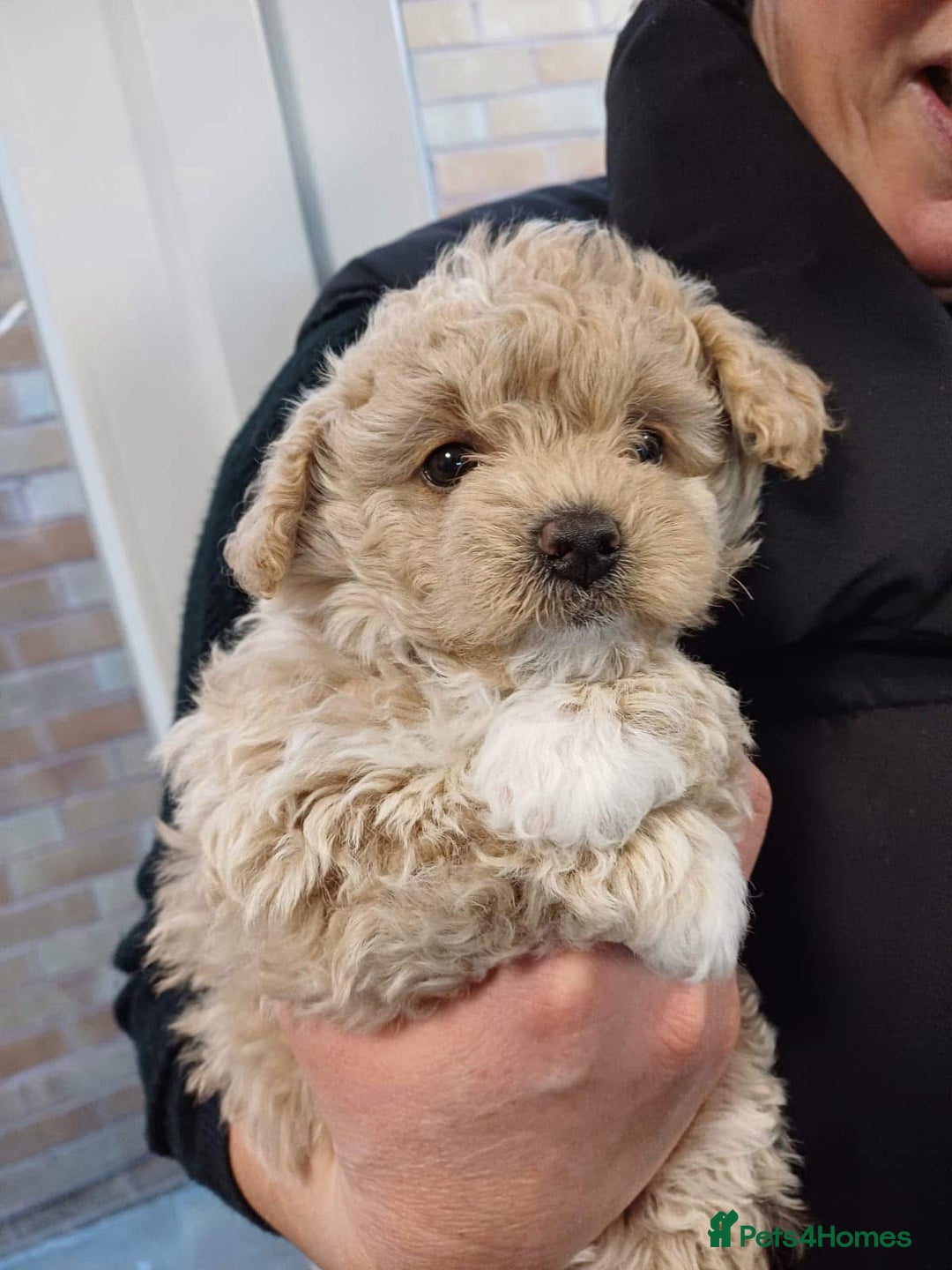 Cavapoo dogs for sale: ❤️ F1 Poochons due November ❤️  - Image 11