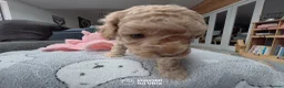 Cavapoo dogs for sale: Cavapoo Puppies – 3 Girls & 1 Boy for Loving Homes - Advert 22
