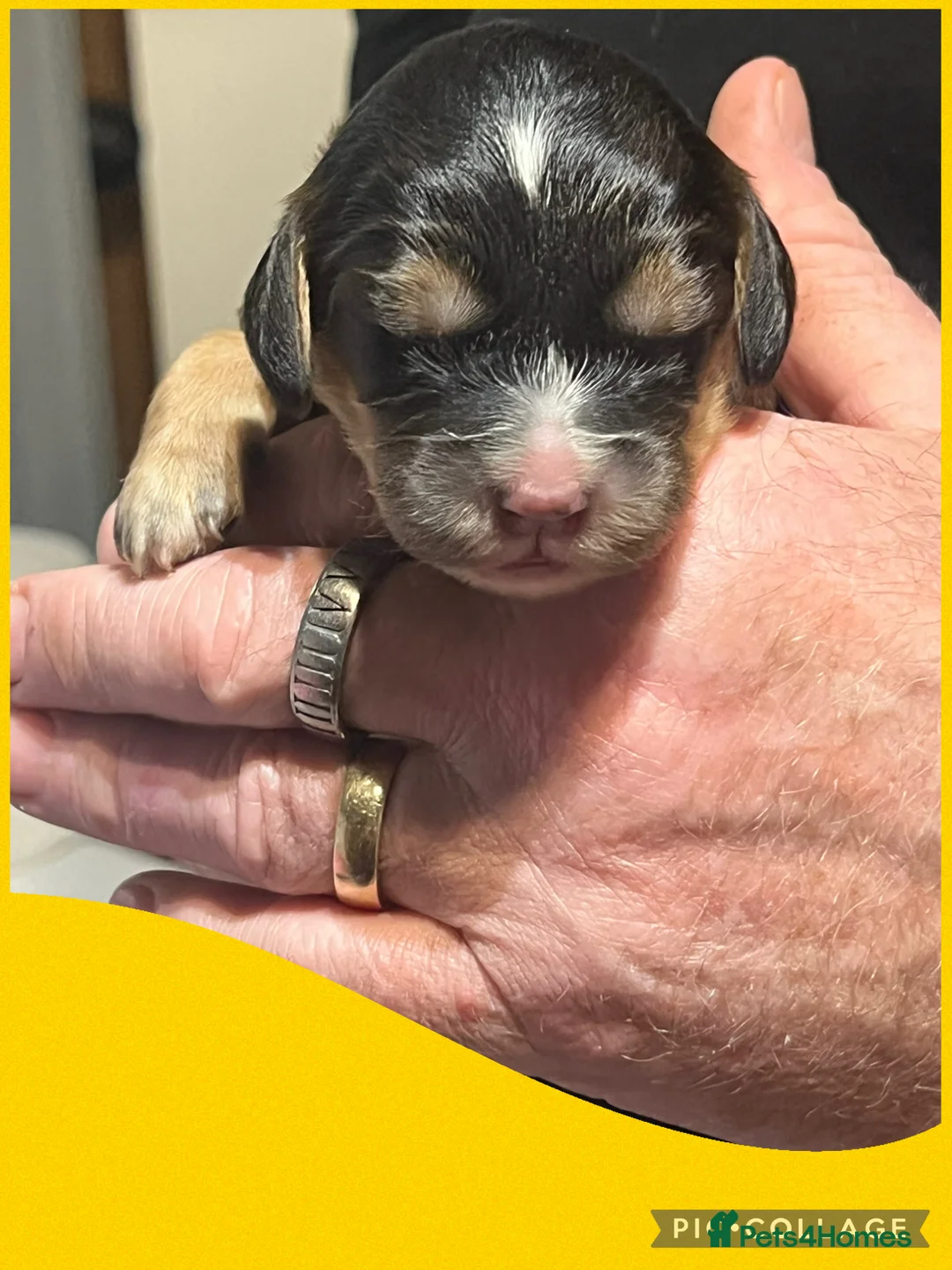 Cockapoo dogs for sale: Beautiful F1 Cockapoos DNA health tested parents.  - Advert 15