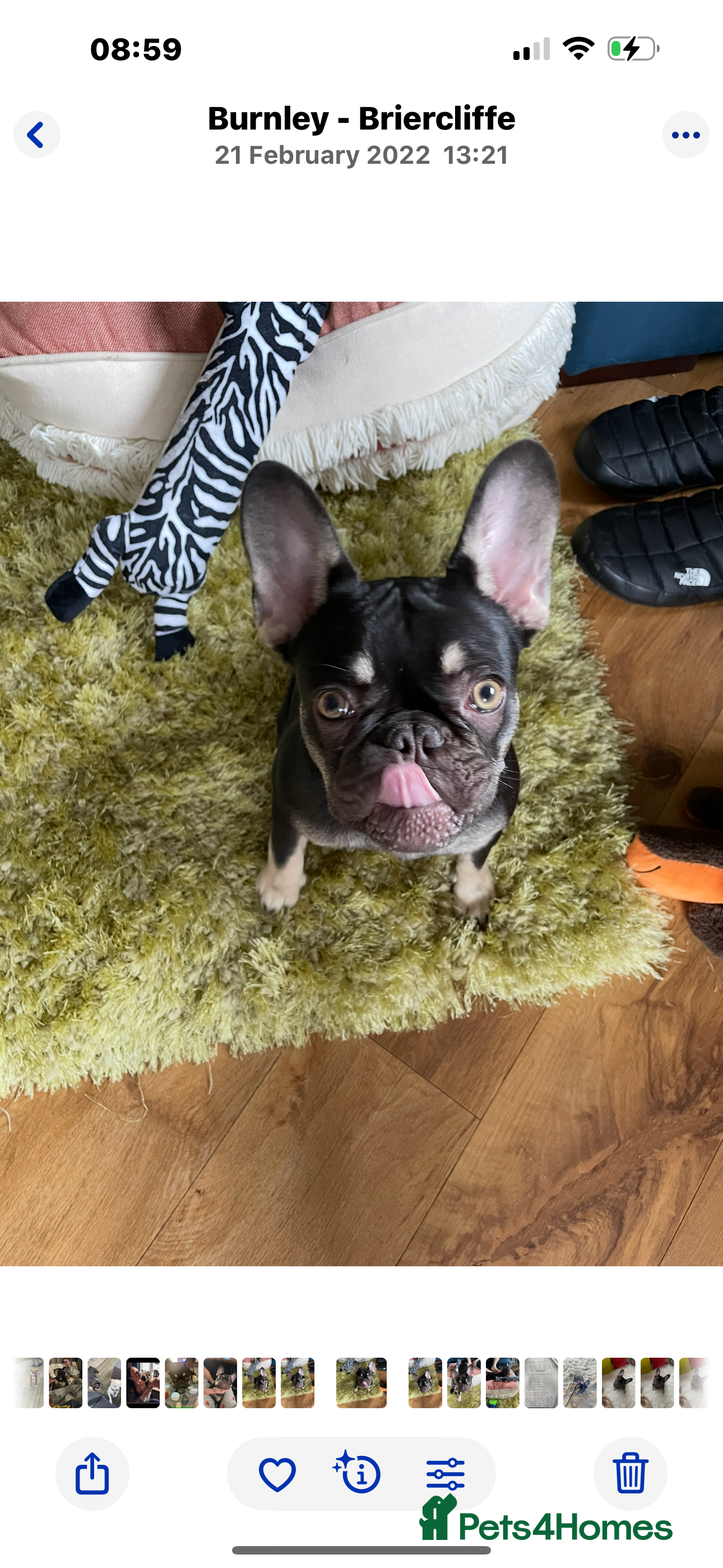 French Bulldog dogs Loving Home Needed for My French Bulldog  - Advert 12