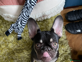 French Bulldog dogs Loving Home Needed for My French Bulldog - Advert 12