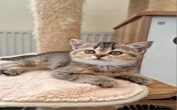 British Shorthair cats for sale:  Super friendly /lap Bsh kittens 2left😍 - Image 19