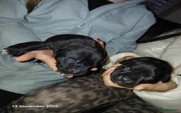 Staffordshire Bull Terrier dogs for sale: Beautiful Staffordshire Bull pups  - Image 9