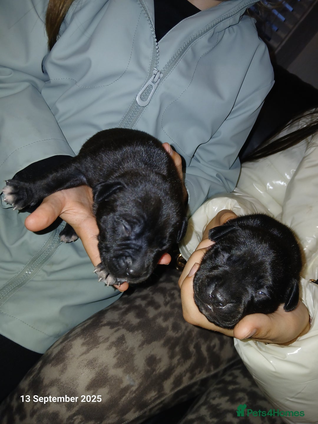 Staffordshire Bull Terrier dogs for sale: Beautiful Staffordshire Bull pups  - Image 9