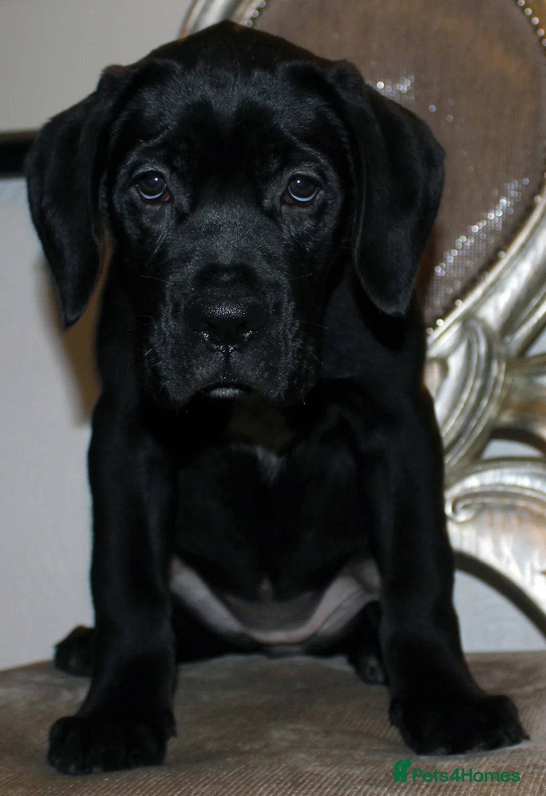 Cane Corso dogs for sale: PRICE DOWN, 1 BOY 2 GIRLS LEFT - Advert 8