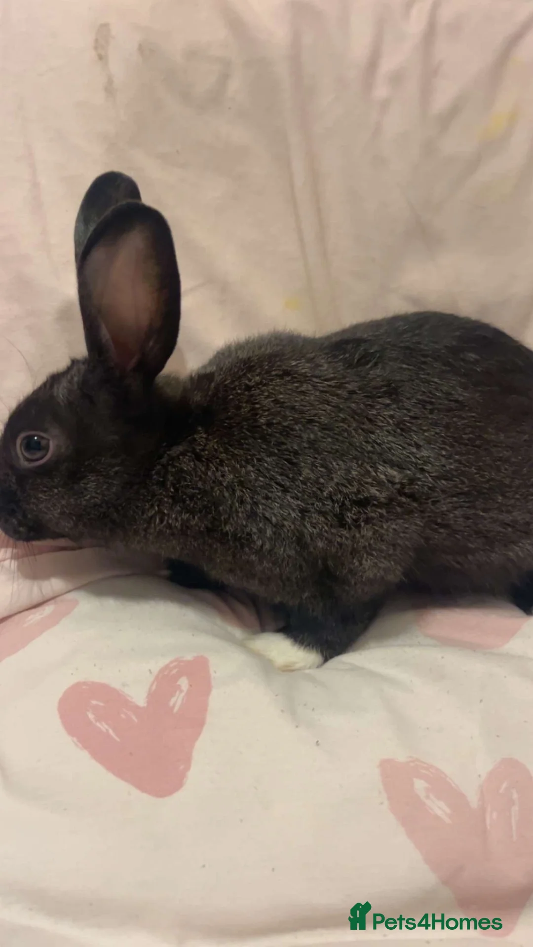 Mixed Breed rabbits for sale: Mini Rex rabbit  in Bristol - Advert 1