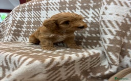 Cavapoo dogs for sale: Beautiful Fox 🦊 Red Cavapoos  - Image 18