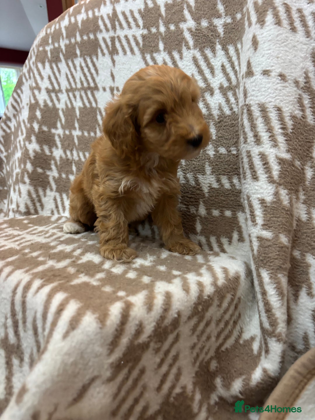 Cavapoo dogs for sale: Beautiful Fox 🦊 Red Cavapoos  - Image 18