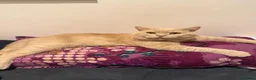 British Shorthair cats for sale: British shorthair kittens ginger  - Advert 4