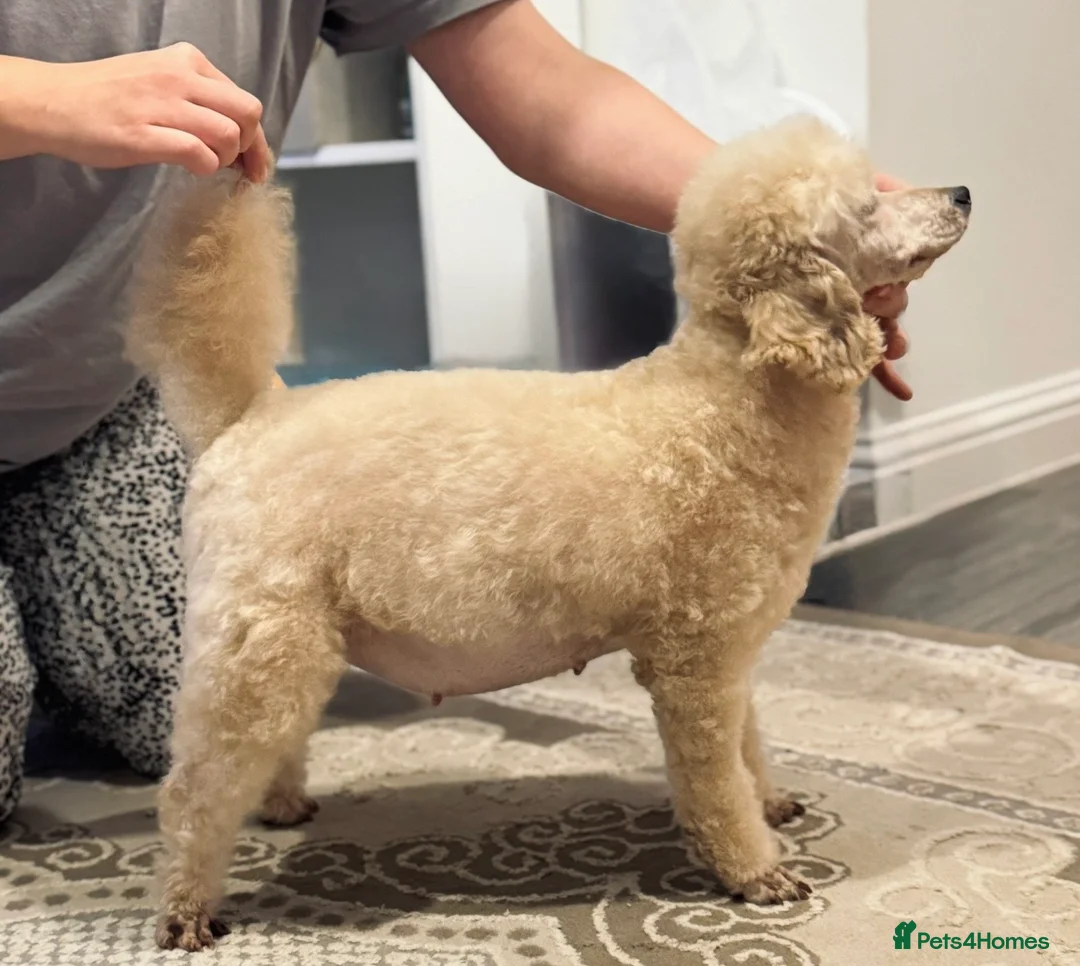 Miniature Poodle dogs for sale: 🐶Miniature/Toy poodle puppies🐶 - Advert 8