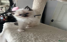 Ragdoll cats for sale: **LAST BOY** CHUNKY RAGDOLL KITTENS FOR SALE - Advert 21