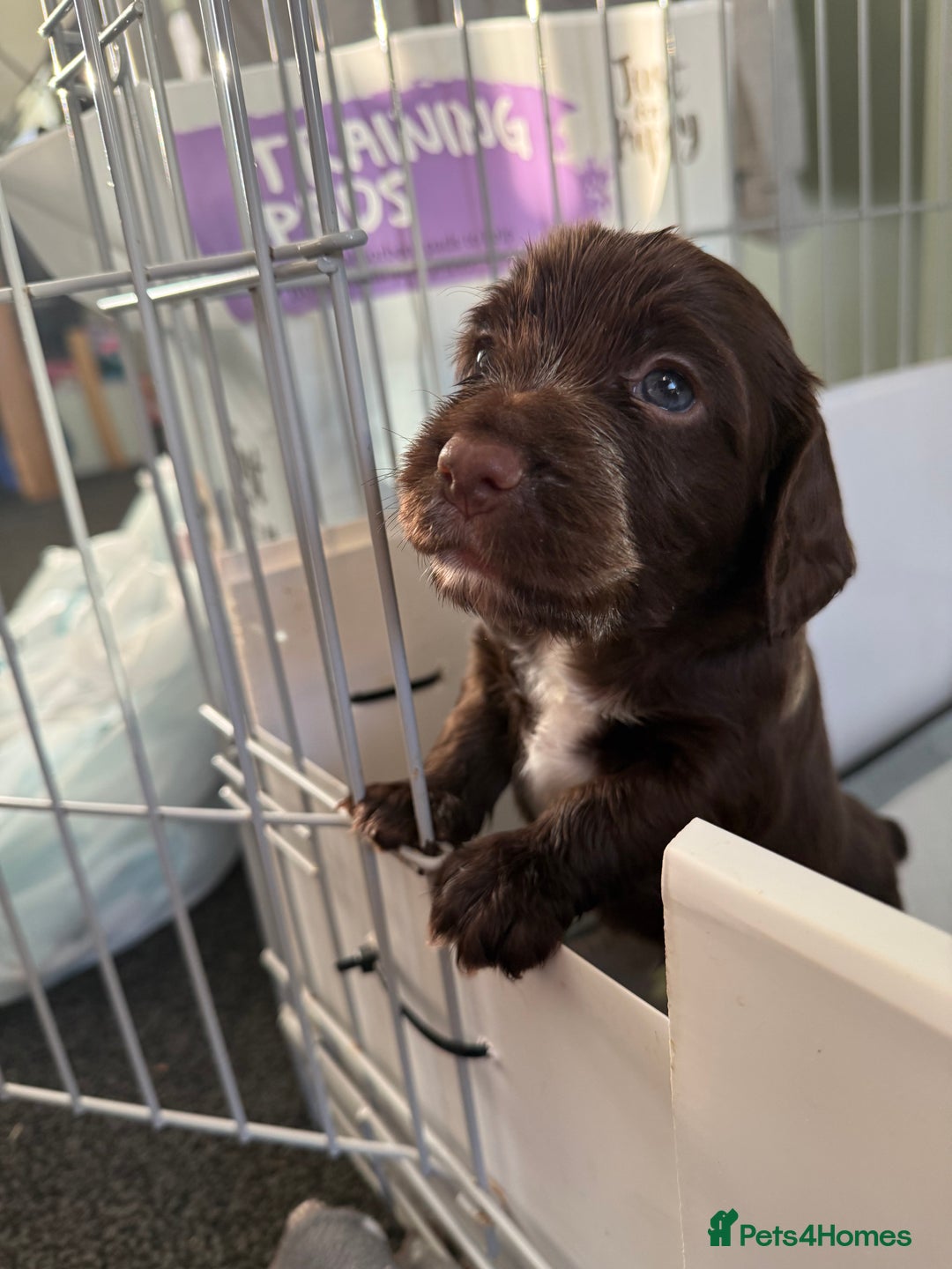 Cocker Spaniel dogs for sale: Working Cocker Spaniels - Advert 6