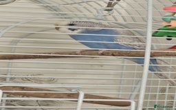 Budgerigars birds for sale: Budgies  - Image 3