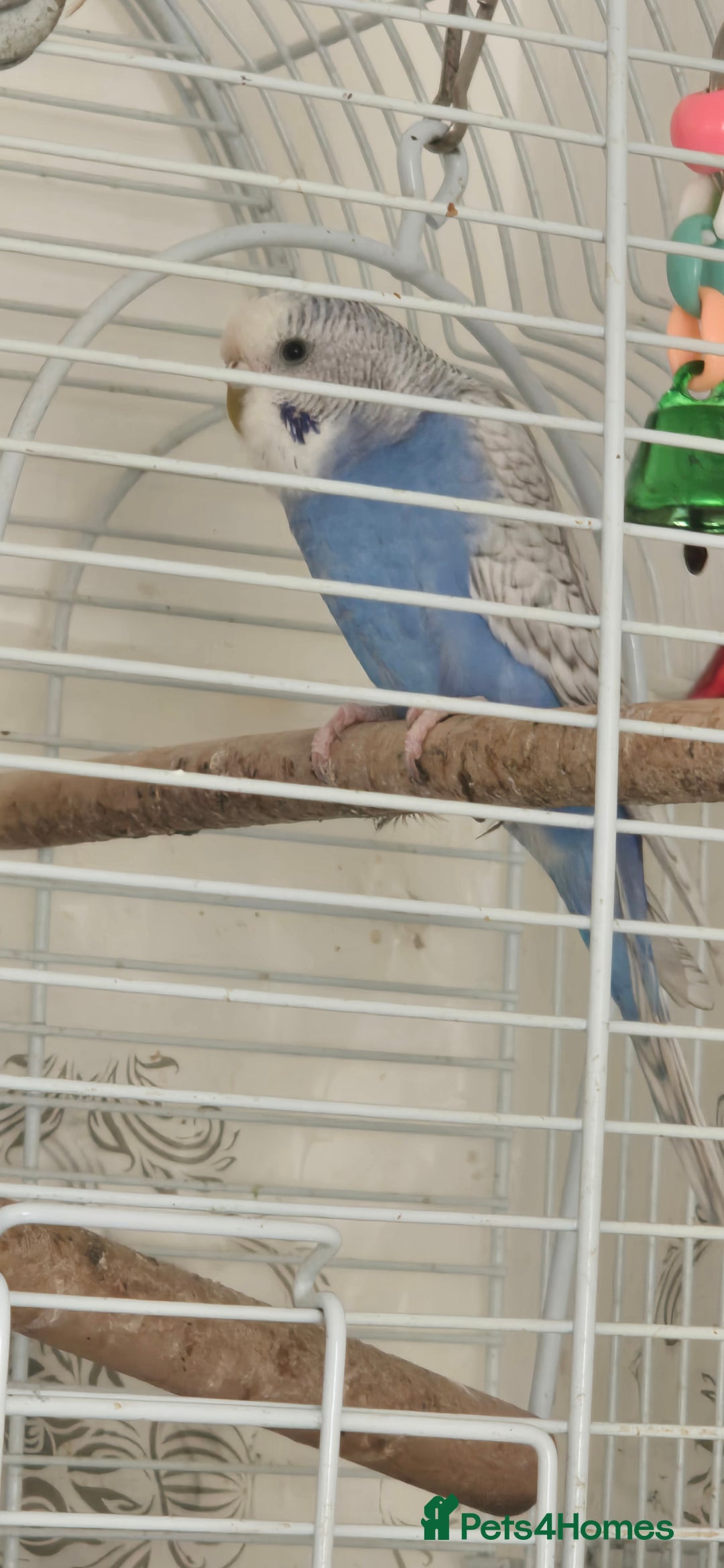 Budgerigars birds for sale: Budgies  - Image 3