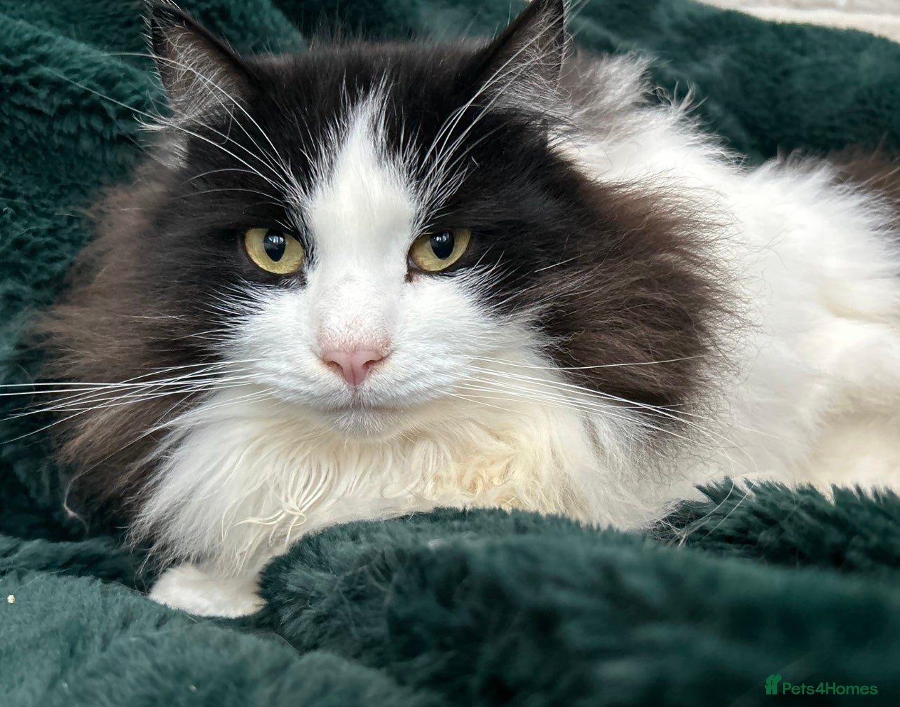 Siberian cats Siberian Adults for new Homes - Advert 2