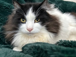 Siberian cats Siberian Adults for new Homes - Advert 2