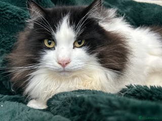 Siberian cats Siberian Adults for new Homes - Advert 2