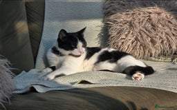 Domestic Shorthair cats for sale: Oscar is looking for a new home - Image 4