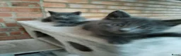 Russian Blue cats for sale: Russian blue kittens  - Advert 8