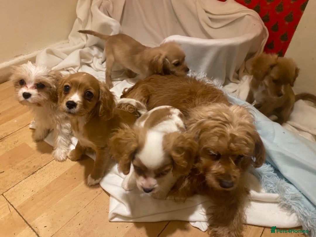 Cavapoo dogs for sale: Top quality DNA clear Inc BVA Eyes/Heart  - Advert 3