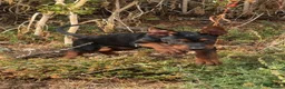 Chinese Red Dog dogs for sale: Chinese Red Dog Laizhou Hong pups - Advert 6