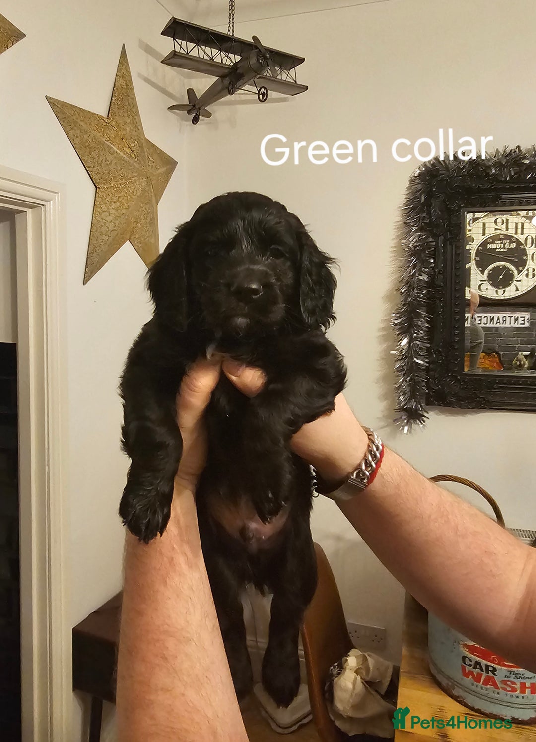 Cockapoo dogs for sale: Cockapoo puppies - Advert 9