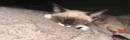 Siamese cats for sale: Siamese cat - Advert 1