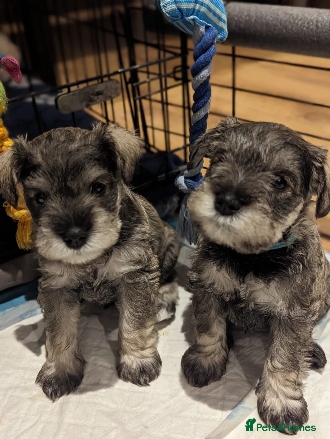 Miniature Schnauzer dogs for stud: KC Registered White miniature Schnauzer for stud  in Colyton - Advert 7