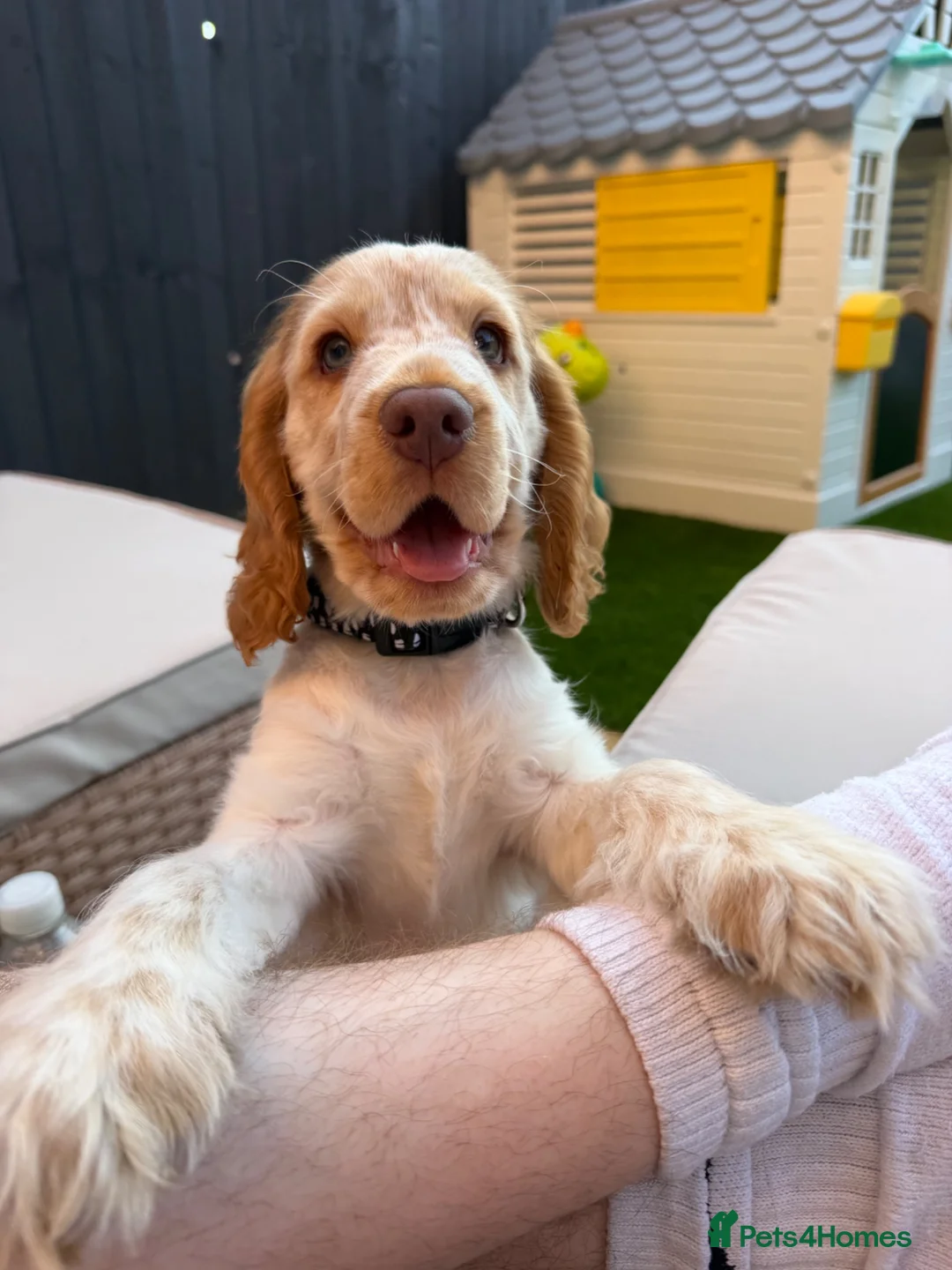 Cocker Spaniel dogs for sale: Beautiful Show Cocker Spaniel Puppy in Northwich - Advert 7