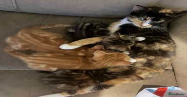 Domestic Shorthair cats Beautiful tabby kittens available - Advert 3