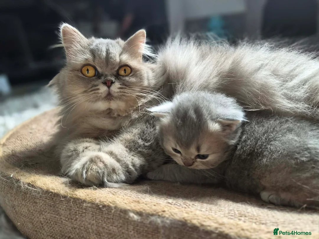 British Longhair cats for sale: BRITISH LONGHAIR CHINCHILLA BLUE & WHITE KITTEN - Advert 2