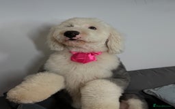 Old English Sheepdog dogs for sale: Old English Sheepdog  - Advert 3