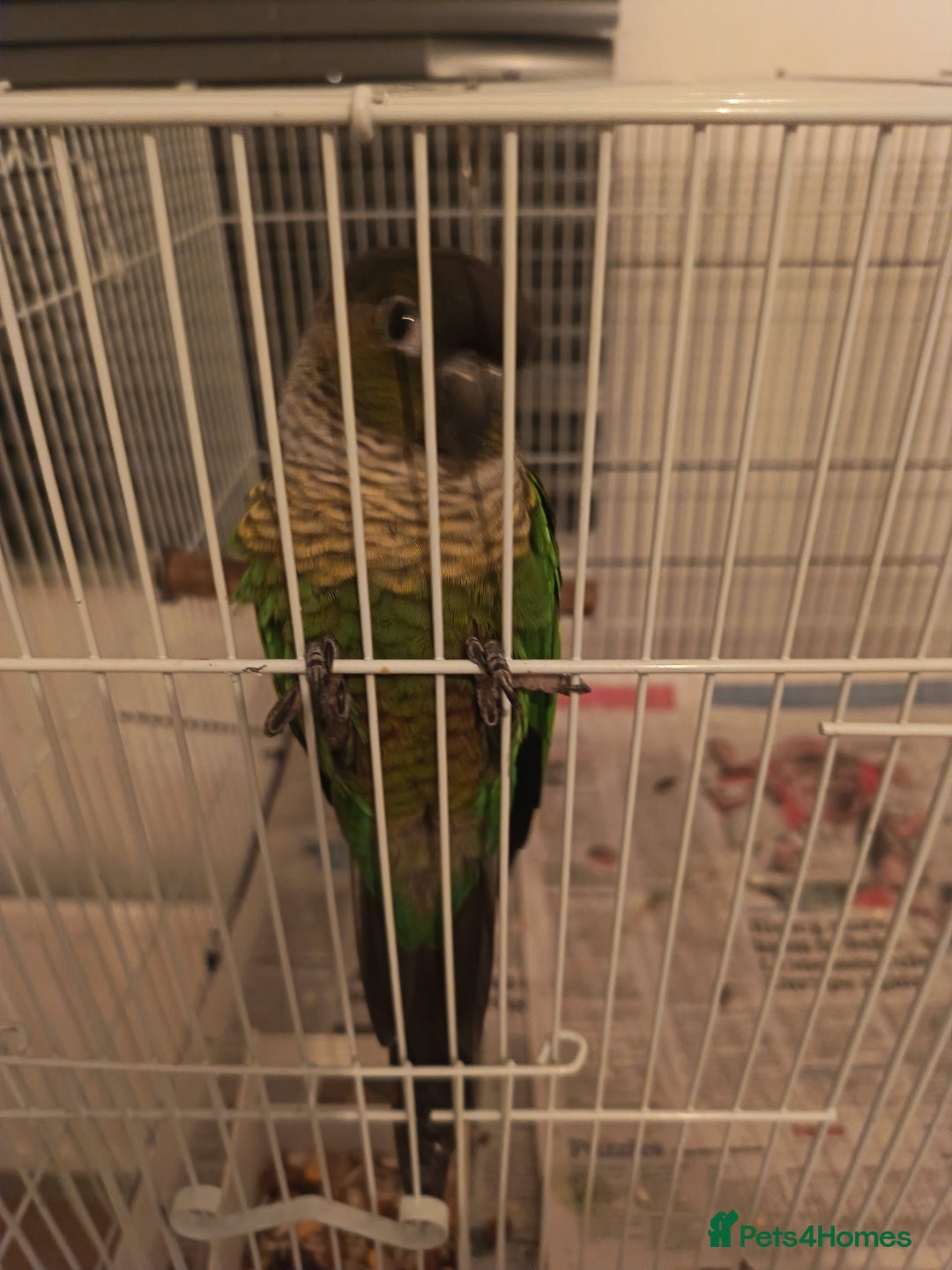 Conures birds for sale: Three conures for sale  - Advert 2
