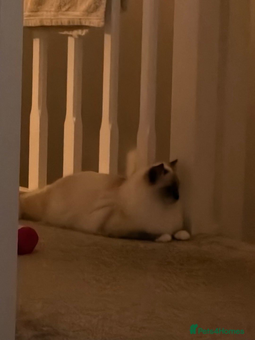 Ragdoll cats for sale: 2 year old Ragdoll for sale  - Advert 3