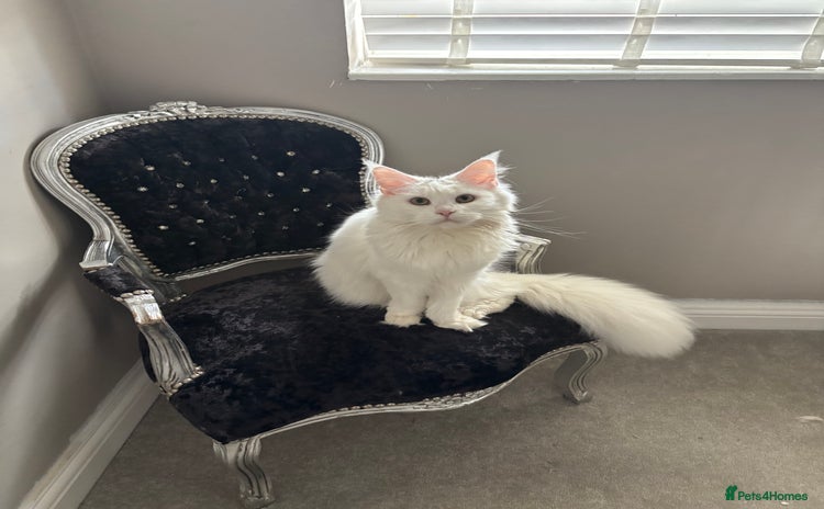 Maine Coon cats - Advert 15