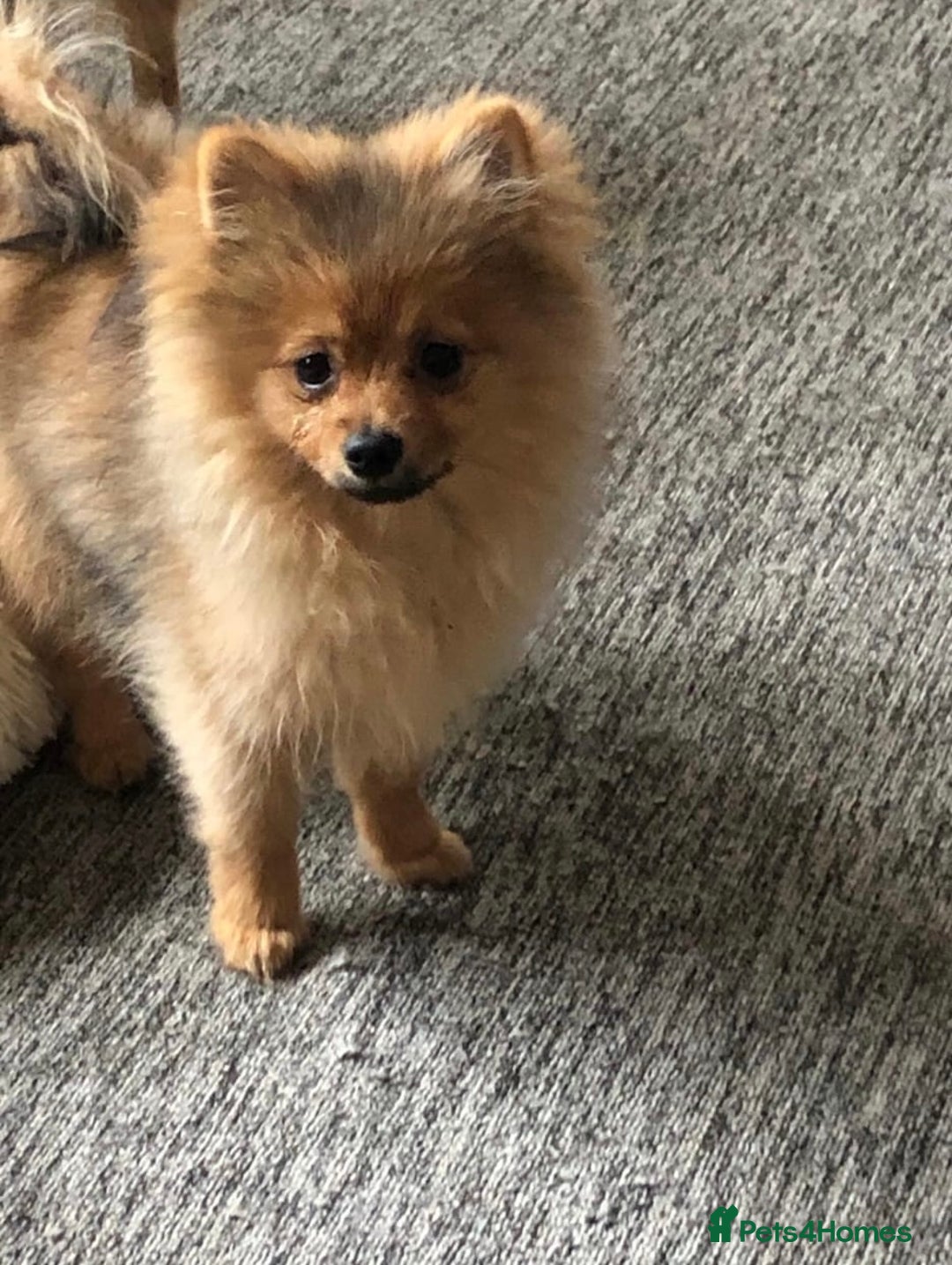 Pomeranian dogs for sale: Poppet the Pomeranian  - Image 3