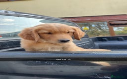 Golden Retriever dogs for sale: Golden Retriever Puppies - Image 8