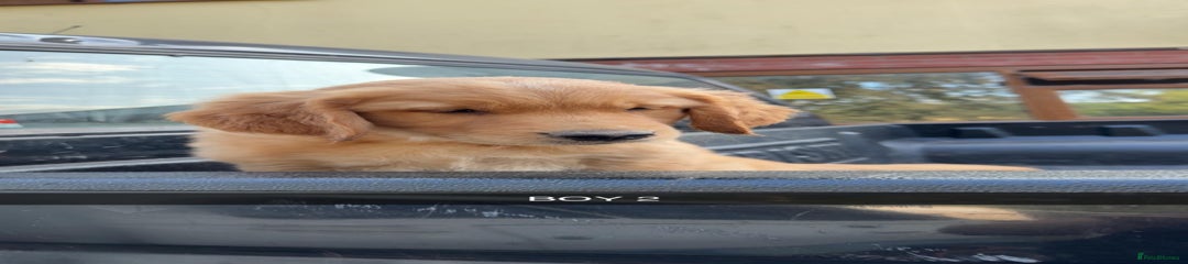 Golden Retriever Puppy 3