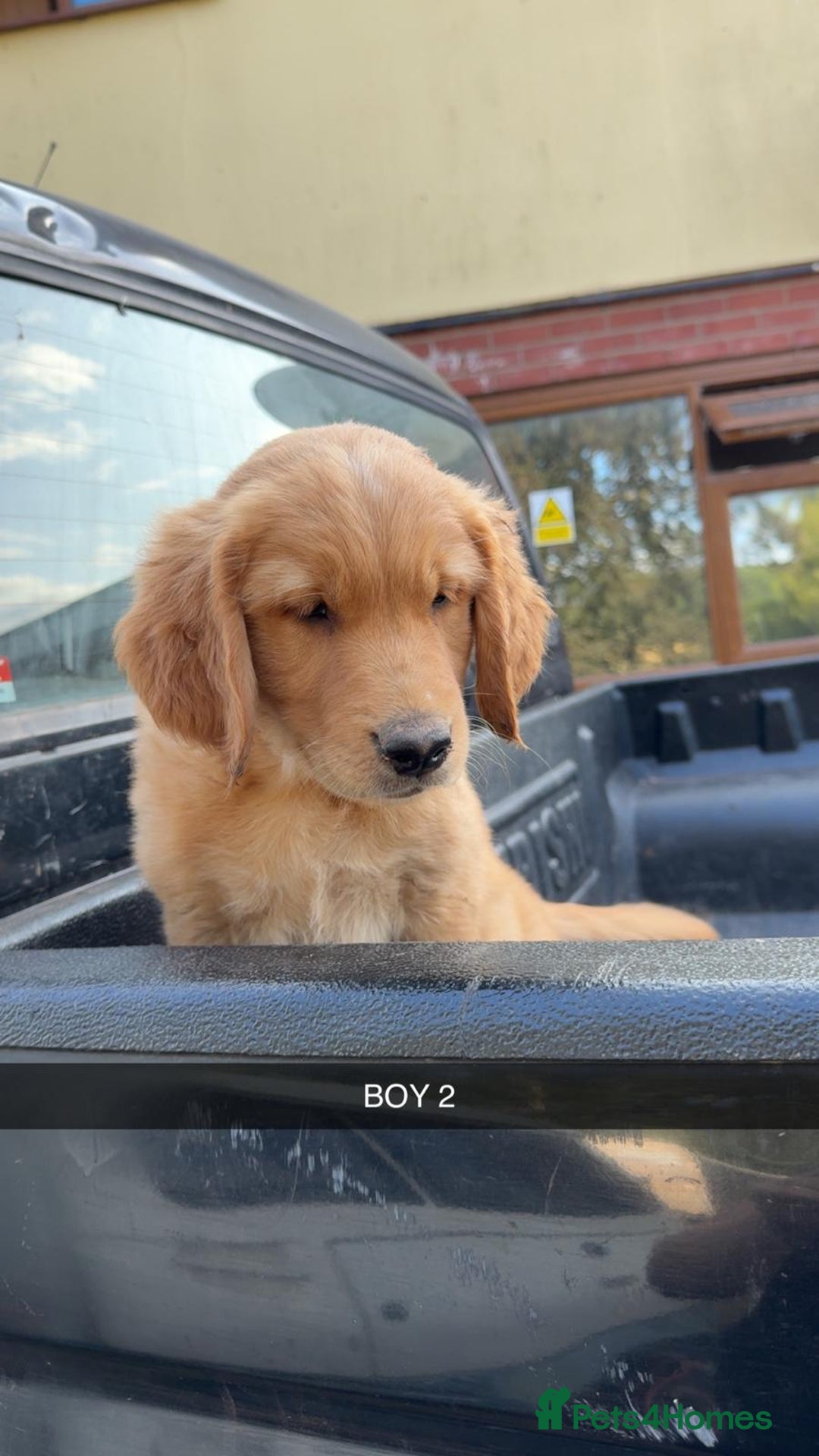 Golden Retriever dogs for sale: Golden Retriever Puppies - Image 8