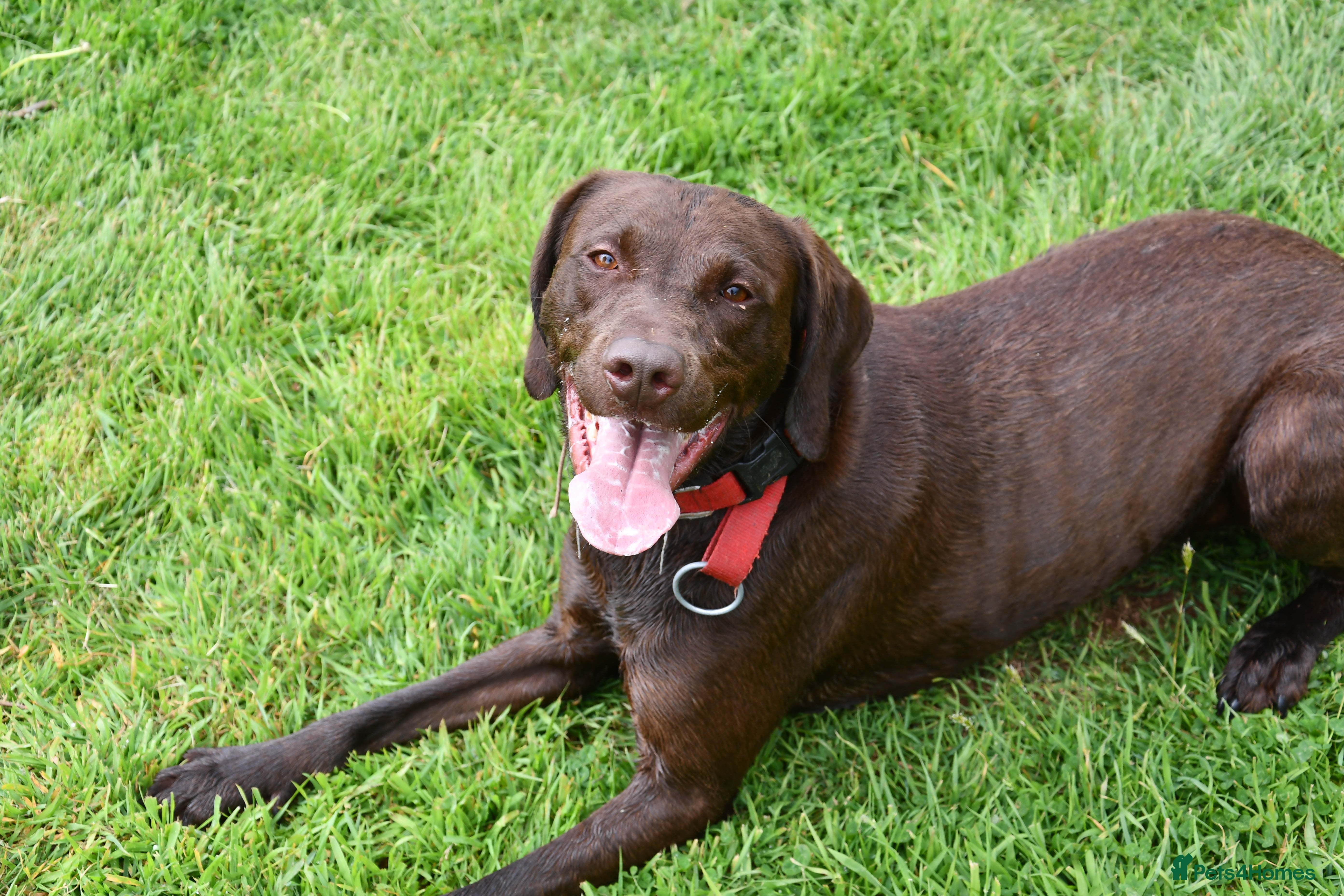 Mixed Breed dogs 4 year old male Vizlador - Advert 5