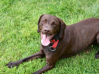 Mixed Breed dogs 4 year old male Vizlador - Advert 2