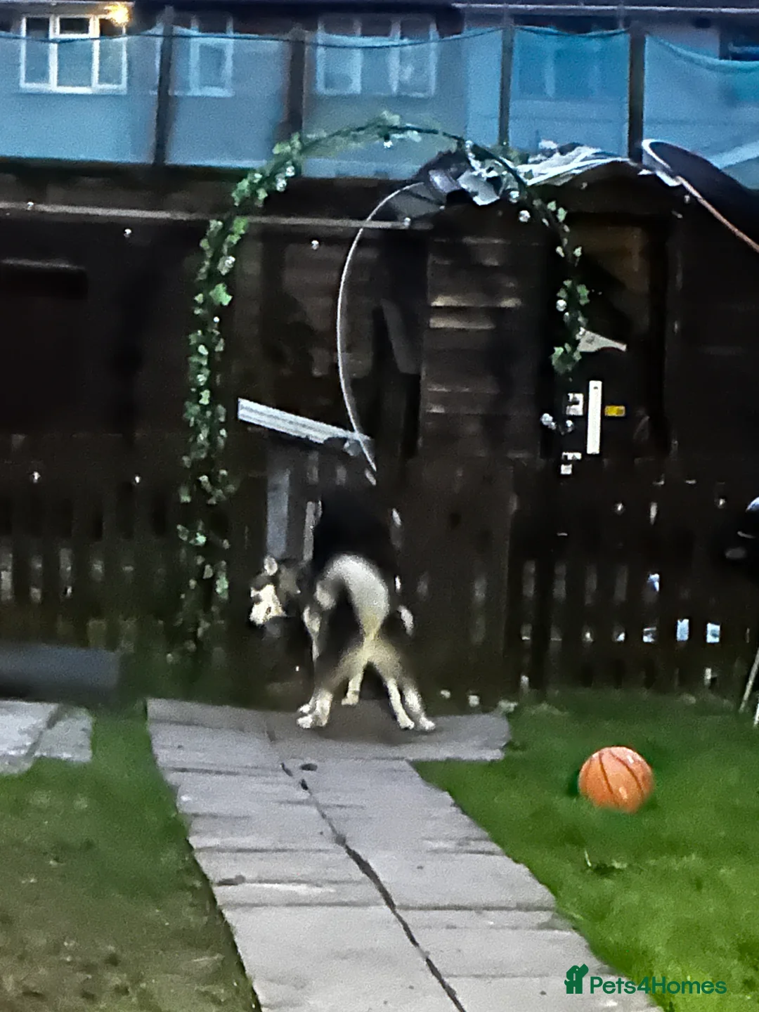 Siberian Husky dogs for stud: 🐺Lucky🐺 in Birmingham - Advert 20