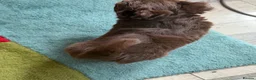 Chihuahua dogs for sale: Beautiful chocolate long-coat boy 🍎  - Advert 5