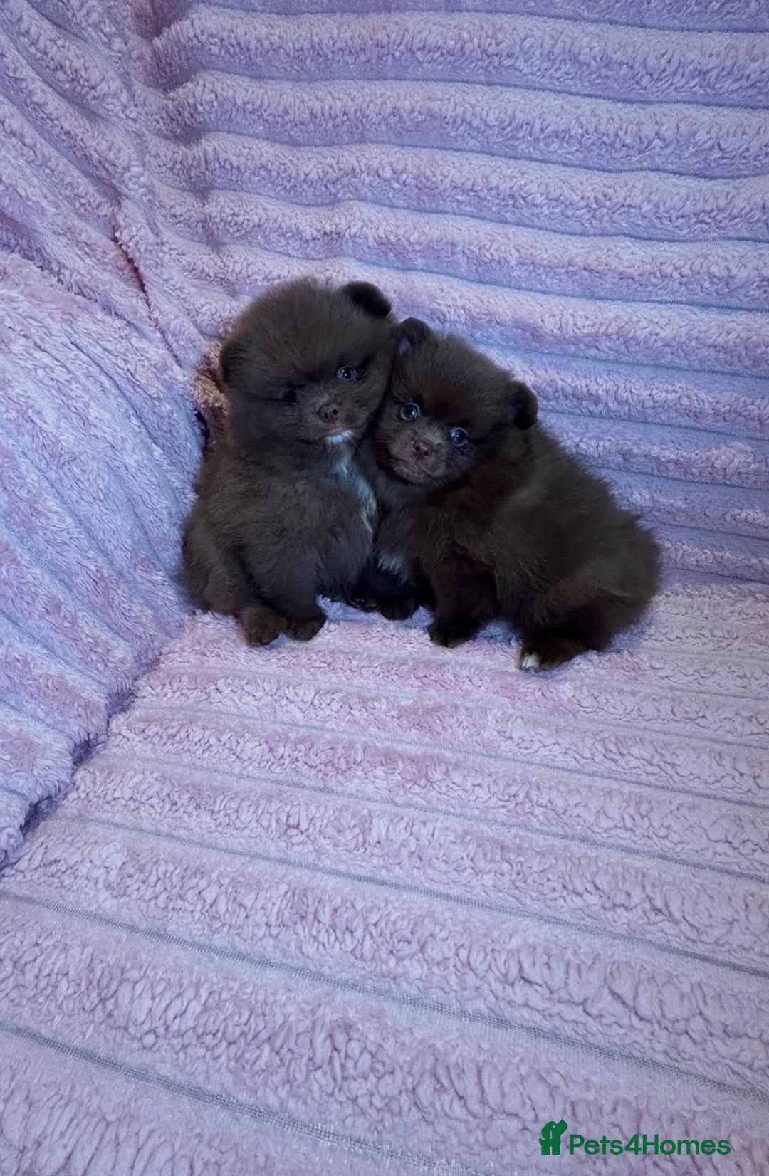 Pomeranian dogs for sale: Beautiful Chocolate Pomeranians Ready Now 🥰 - Advert 1
