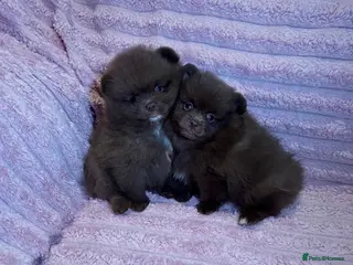 Pomeranian dogs Beautiful Chocolate Pomeranians Ready Now 🥰 - Advert 1