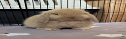 Mini Lop rabbits for sale: 3 pure bred mini lops - Advert 3