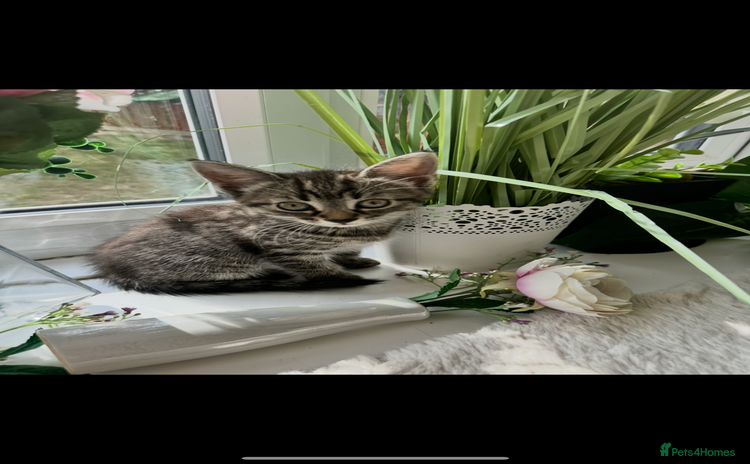 Toyger cats - Advert 1
