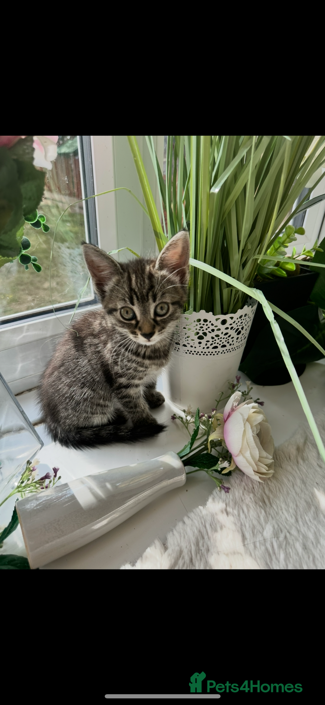 Toyger cats for sale: Agnieszka  - Image 1